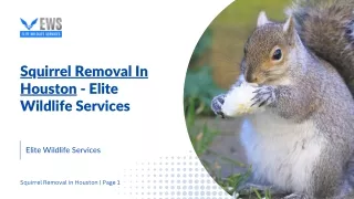 Squirrels Removal in Houston, Texas