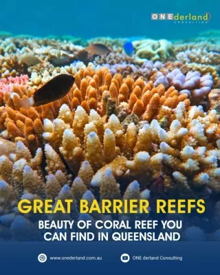 Great Barrier Reefs - Beauty of Coral Reef You Can Find in Queensland