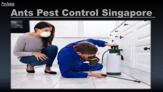 Ants Pest Control Singapore