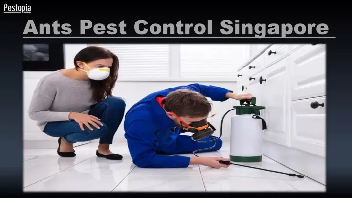 ants pest control singapore