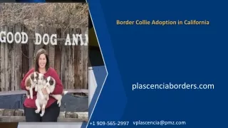 Border Collie Adoption in California