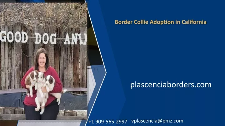 border collie adoption in california