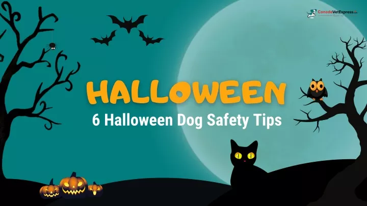 hall o w e en 6 halloween dog safety tips