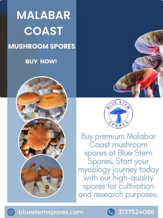 Buy High-Quality Malabar Coast Mushroom Spores Online – Blue Stem Spores