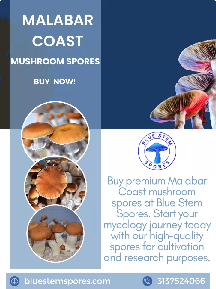 malabar coast mushroom spores