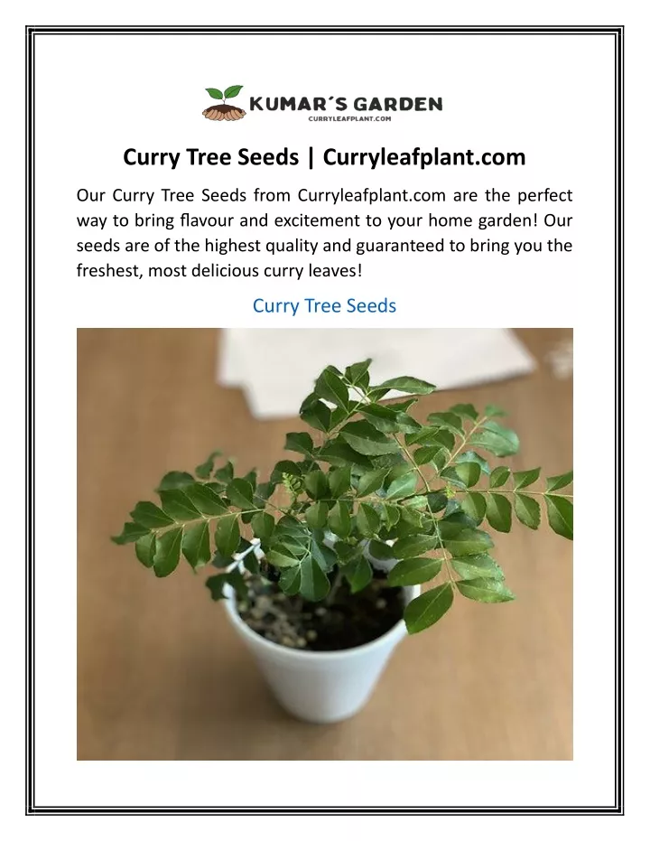 curry tree seeds curryleafplant com