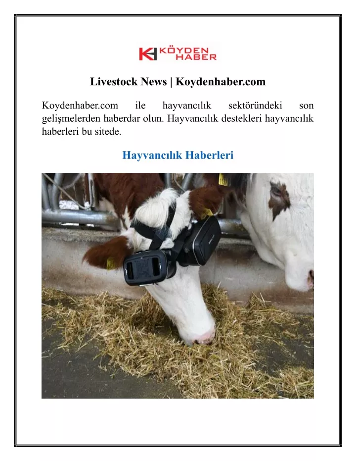 livestock news koydenhaber com