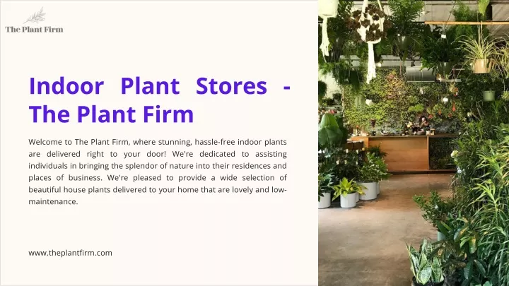 indoor plant stores the plant firm
