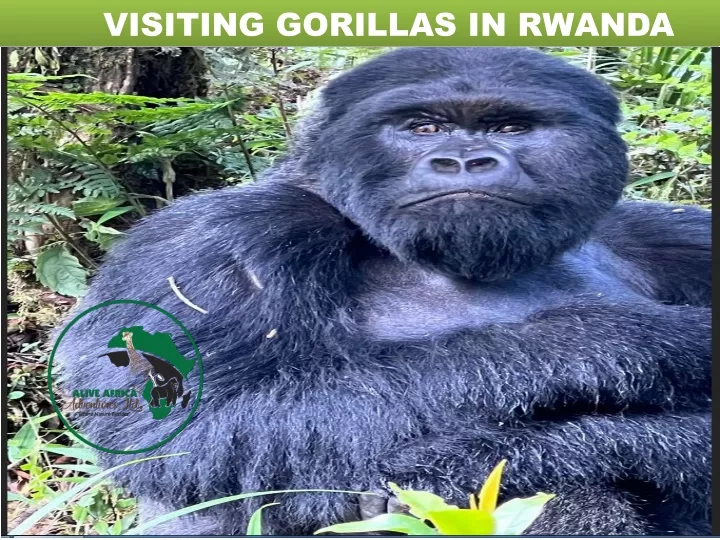 visiting gorillas in rwanda visiting gorillas