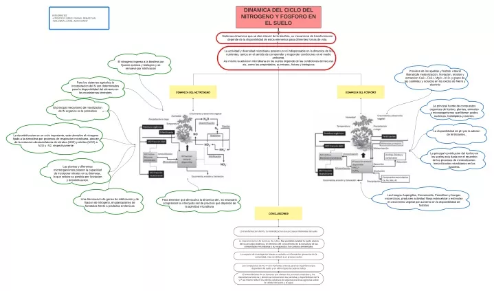 dinamica del ciclo del nitrogeno y fosforo