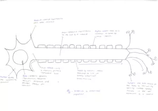 SENSORY NEURONE