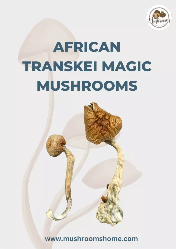 african transkei magic mushrooms
