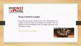 Wasp Control in Langley