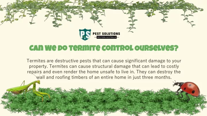 can we do termite control ourselves termites