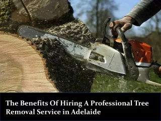 The Benefits Of Hiring A Professional Tree Removal Service in Adelaide