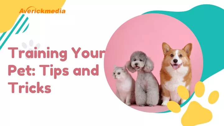training your pet tips and tricks
