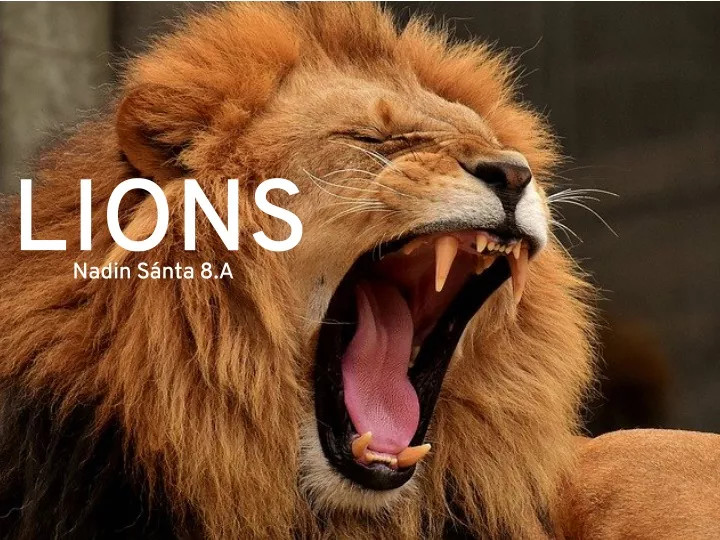 lions nadin s nta 8 a