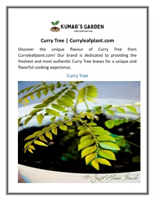 Curry Tree  Curryleafplant