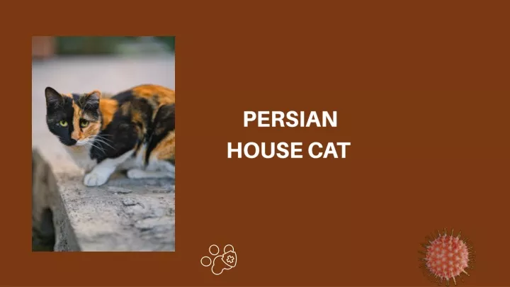 persian house cat