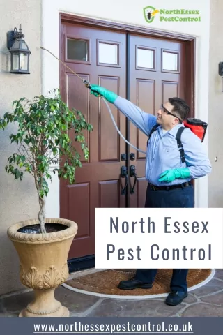 Wasp nest removal colchester