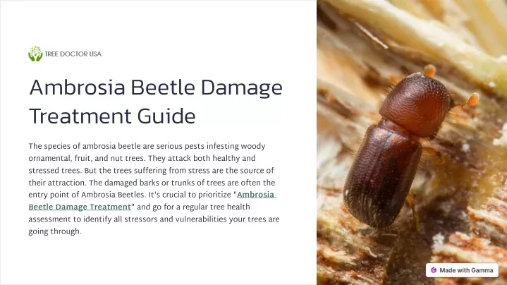 ambrosia beetle damage treatment guide