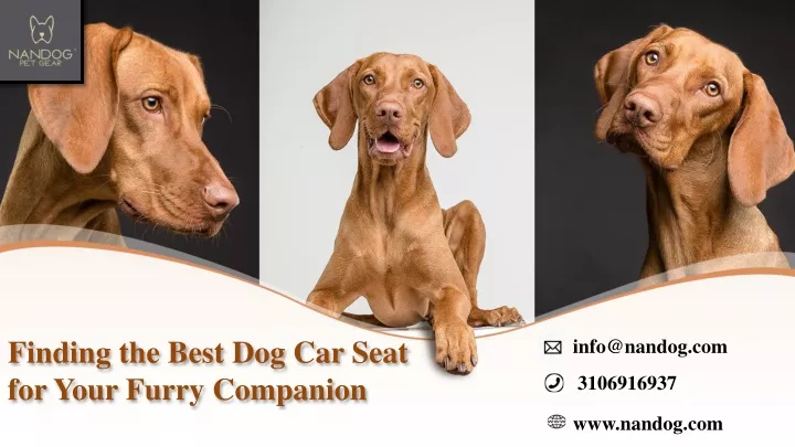 finding the best dog car seat for your furry companion