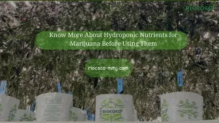 Know More About Hydroponic Nutrients for Marijuana Before Using Them