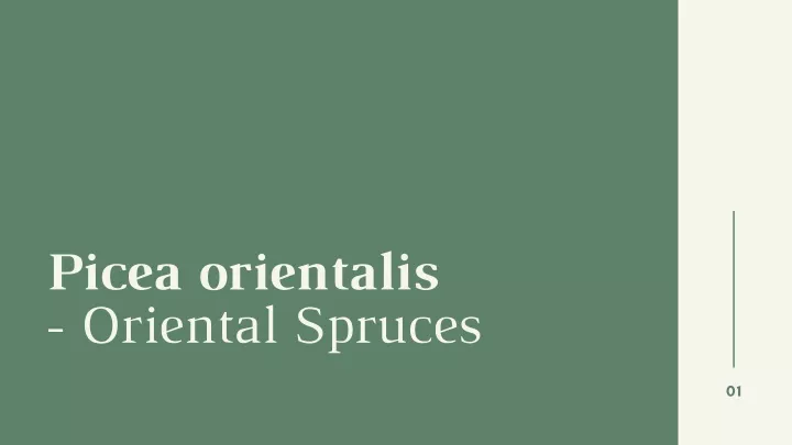 picea orientalis oriental spruces