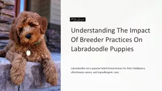 Understanding-The-Impact-Of-Breeder-Practices-On-Labradoodle-Puppies (1)