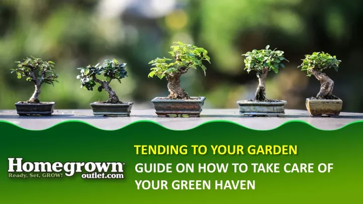 guide on how to take care of your green haven