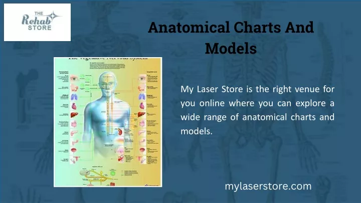 anatomical charts and models