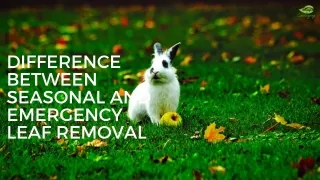Difference Between Seasonal and Emergency Leaf Removal