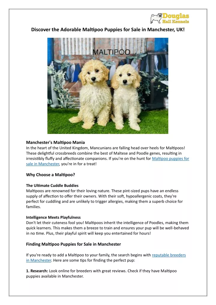discover the adorable maltipoo puppies for sale