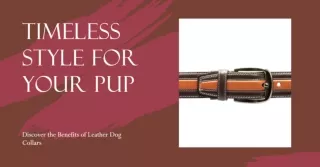 Why Leather Dog Collars Are Classics for Your Dog