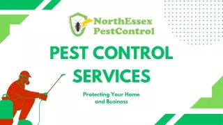 Essex Wasp Control