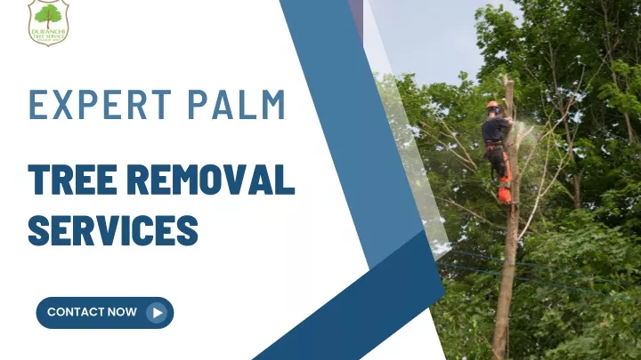 expert palm