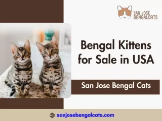 Bengal Kittens for Sale in USA