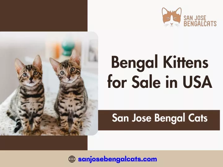 bengal kittens for sale in usa