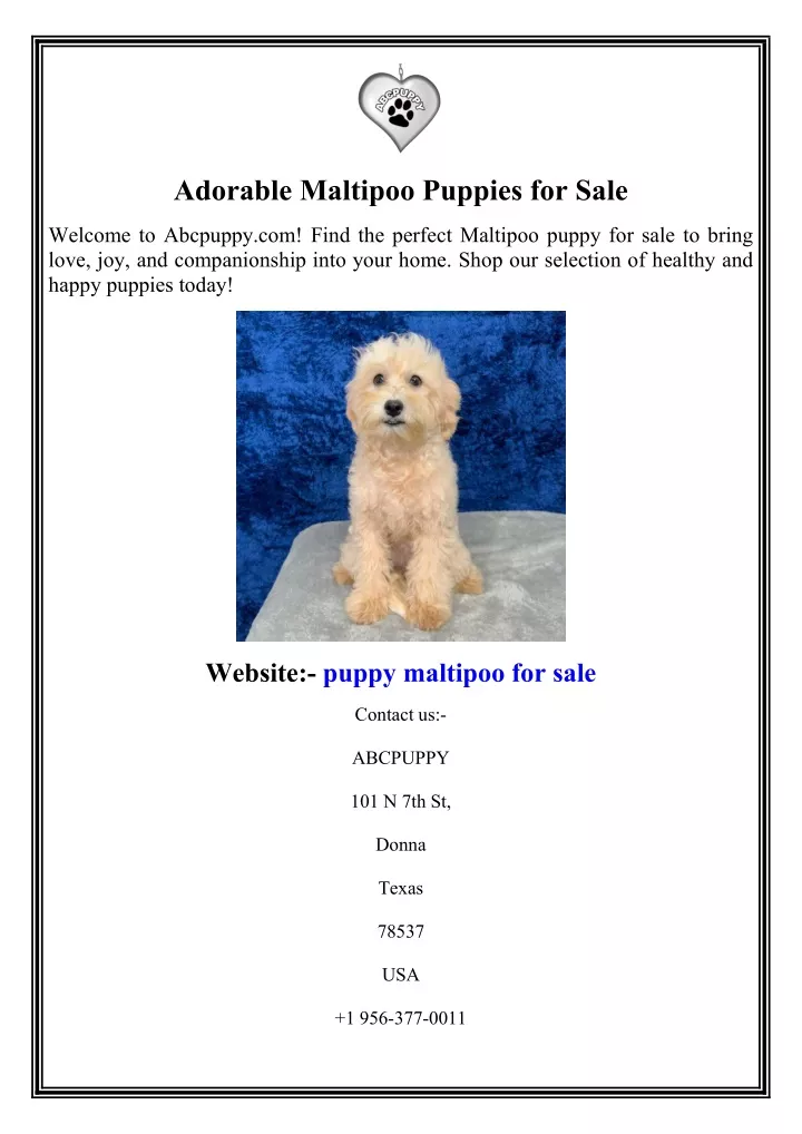 adorable maltipoo puppies for sale
