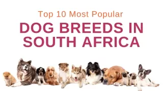 Types of Dogs in South Africa with pictures