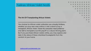 Mastering the Art of Transplanting African Violets