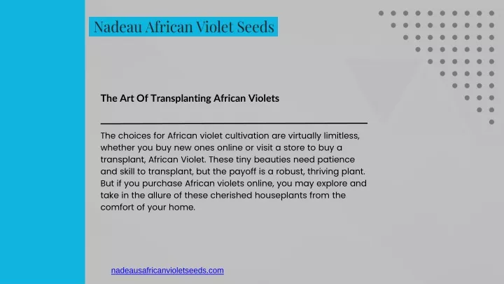 the art of transplanting african violets
