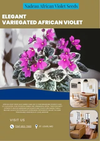 Rare Variegated African Violets for Sale - Nadeau African Violet Seeds