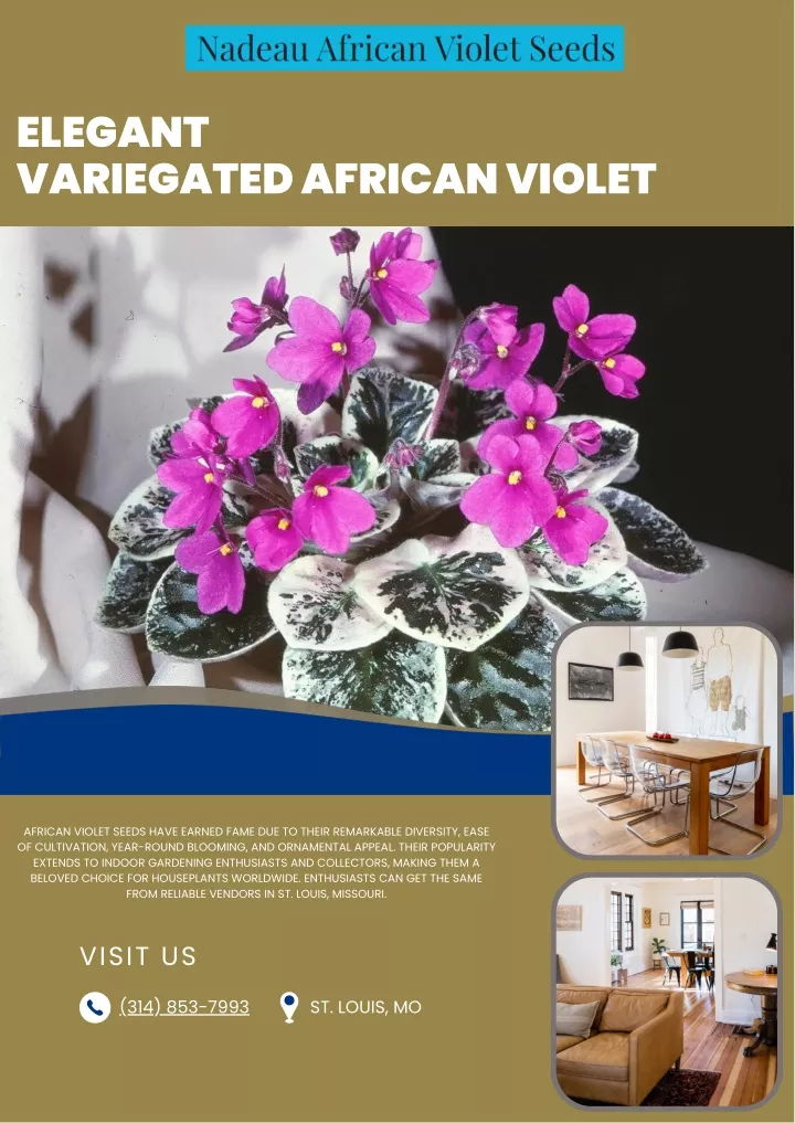elegant variegated african violet