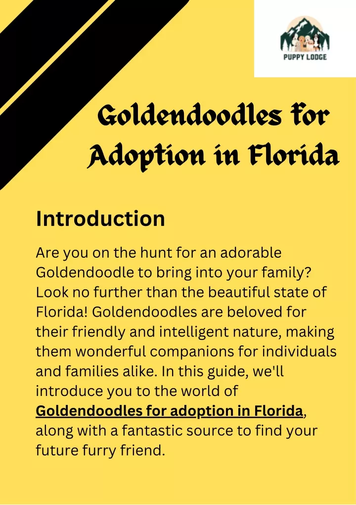 goldendoodles for adoption in florida