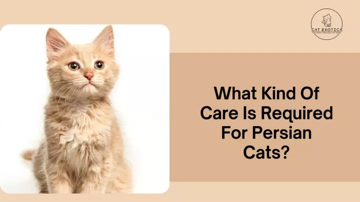 what kind of care is required for persian cats