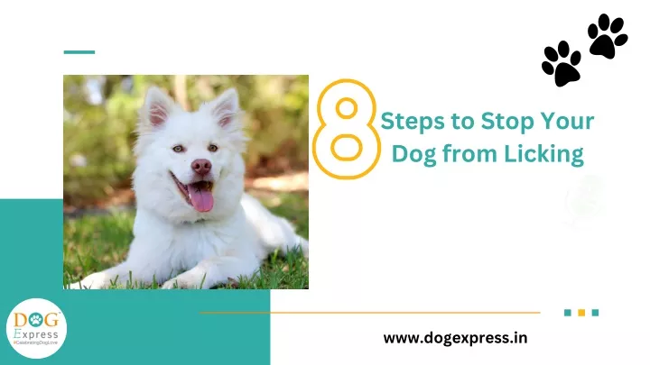 steps to stop your dog from licking 8