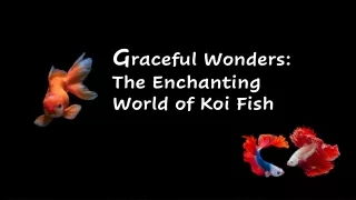 1800accountant Michael Savage -Graceful Wonders The Enchanting World of Koi Fish