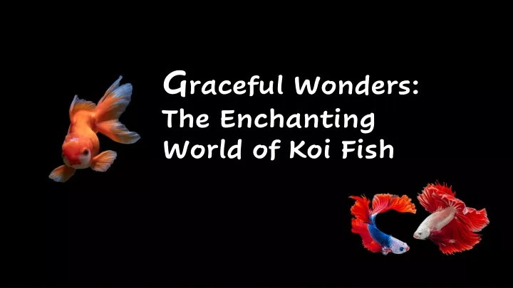 g raceful wonders the enchanting world of koi fish