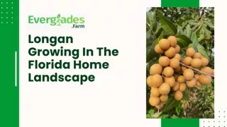 Longan Growing In The Florida Home Landscape